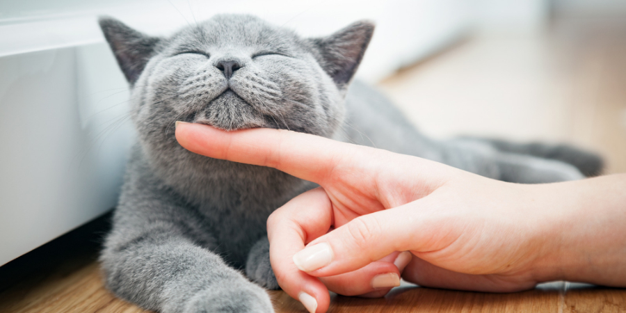 Mosquitera a prueba de gatos con red antiarañazos