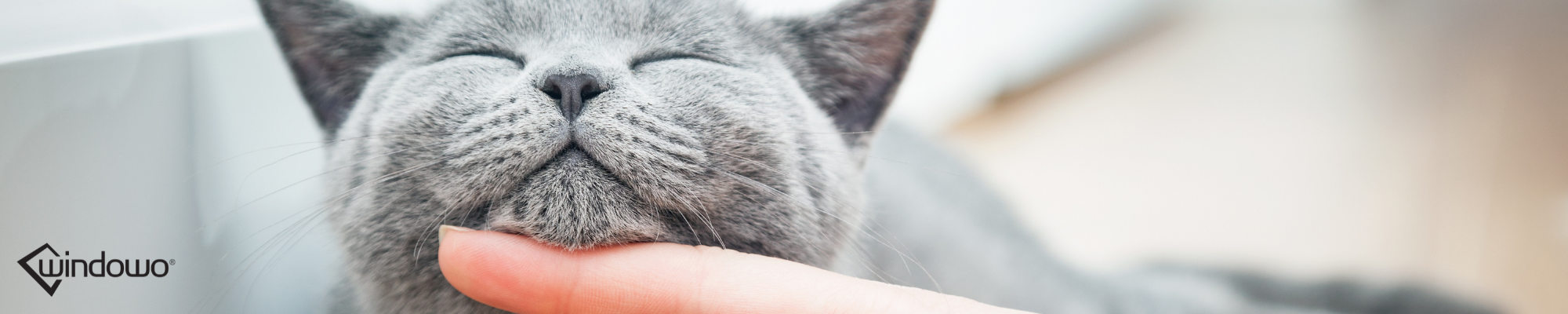 Moustiquaires pour animaux de compagnie