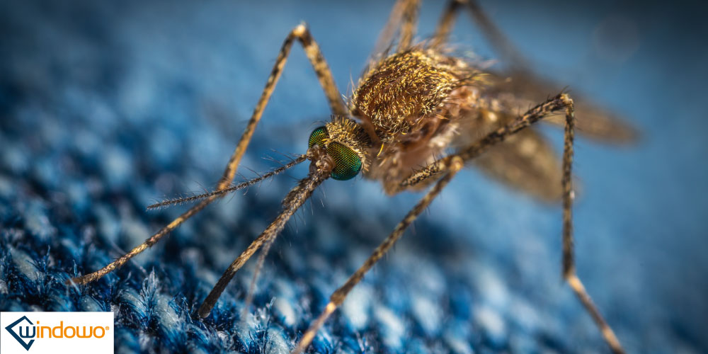 10 любопытных фактов о комарах