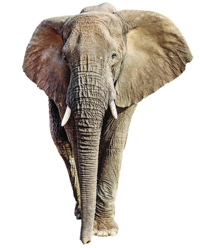 elephant