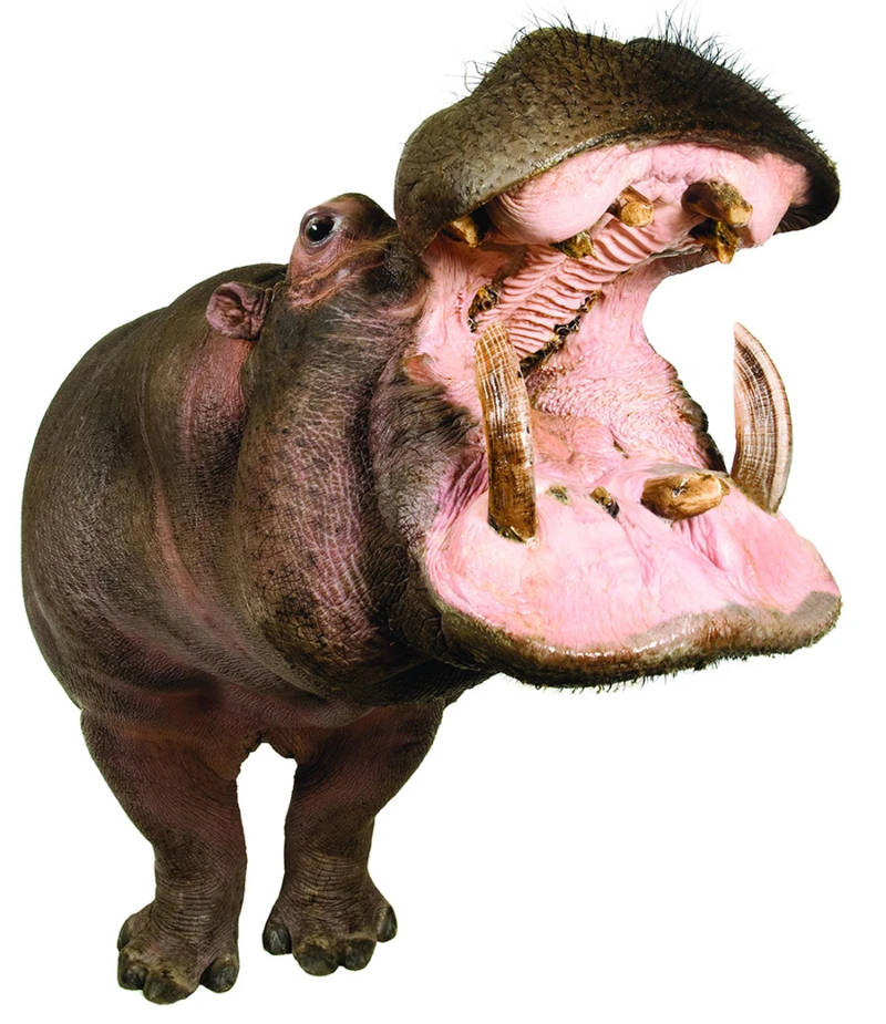 hippopotamus