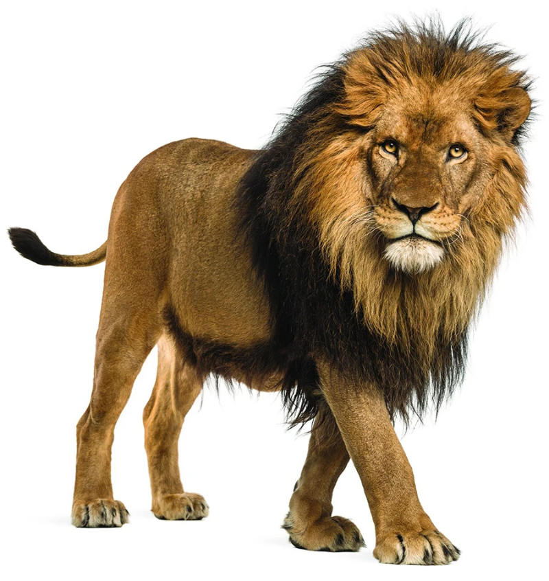 lion