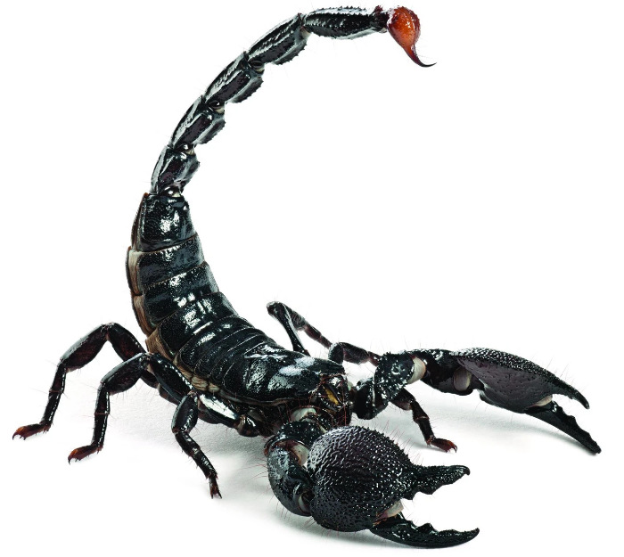 Scorpio