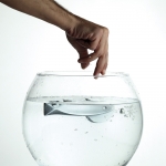 Fish Crystal Maniglia per Porta su Placca Linea Calì Crystal